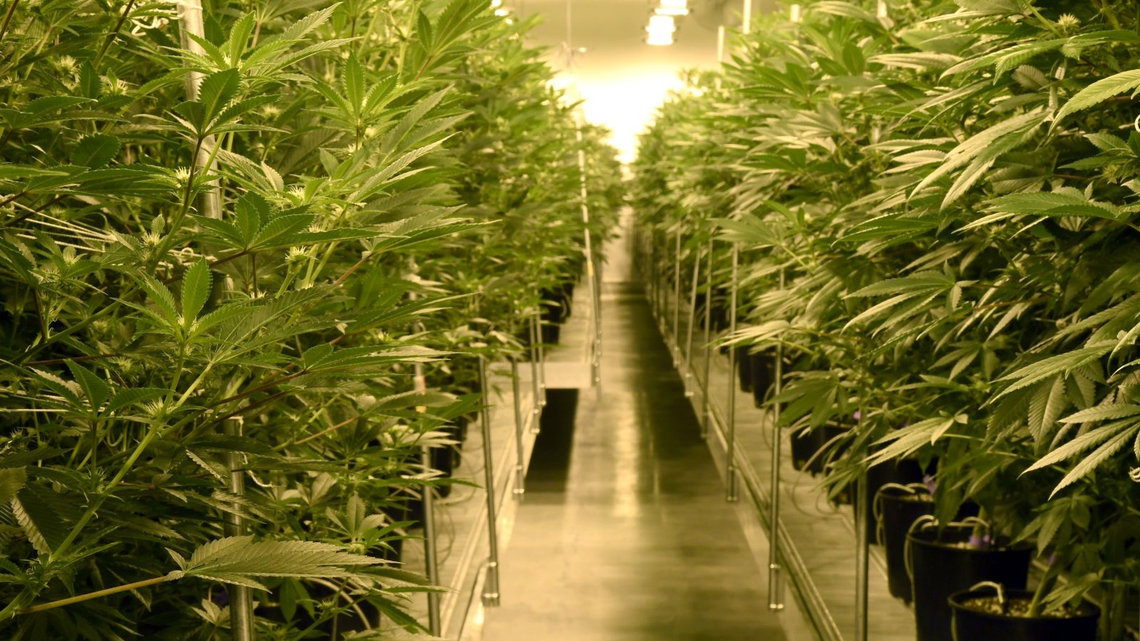 Los Stoners que celebran el 4/20 de mayo serán responsables del impacto anual en las muertes por tráfico
